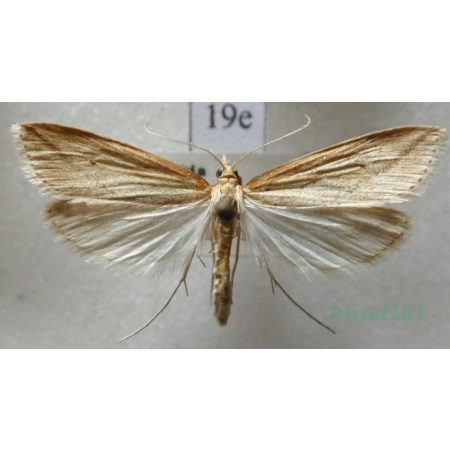 Donacaula forficella (Thunberg, 1794) Czech19e